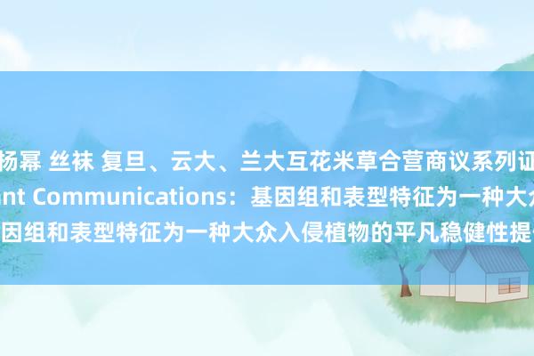 杨幂 丝袜 复旦、云大、兰大互花米草合营商议系列证据（第17期）：Plant Communications：基因组和表型特征为一种大众入侵植物的平凡稳健性提供新视角